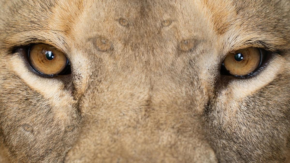 zeka aslan galatasaray optik illzyon test fotoraflar resimleri