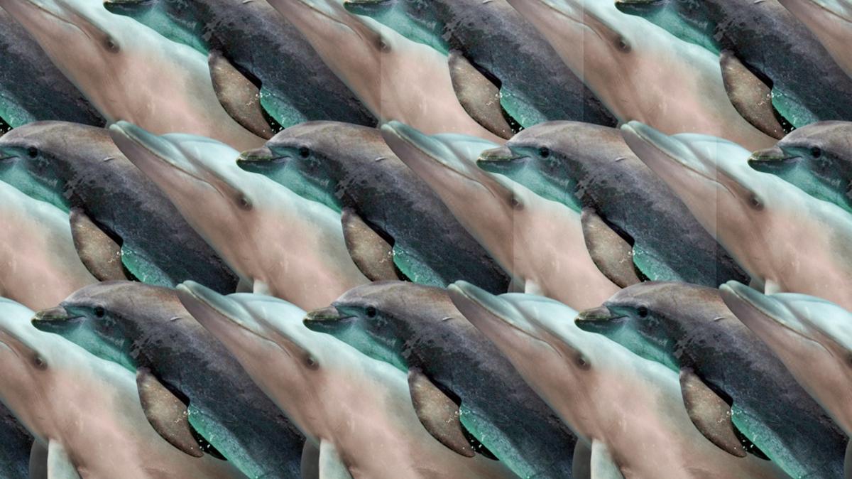 penguen yunus zeka optik illzyon test fotoraflar resimleri