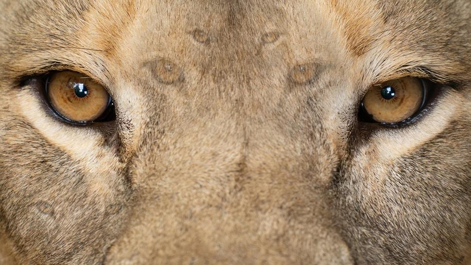 Zeka testi: 5 aslan Galatasarayllar bile bulamyor! 425 kii denedi, 11'i baarl oldu