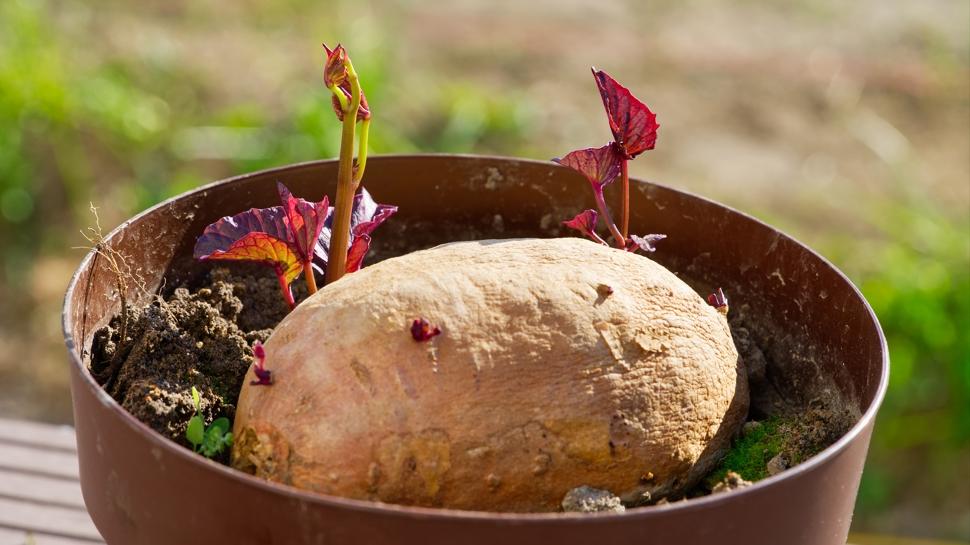 Kasım ayında patates tüketilmemeli çünkü...