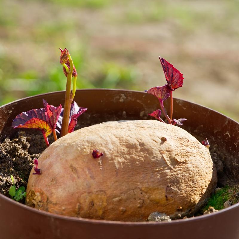 Kasm aynda patates tketilmemeli nk...