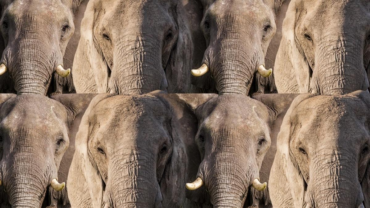 optik illzyon zeka fil aslan test fotoraflar resimleri