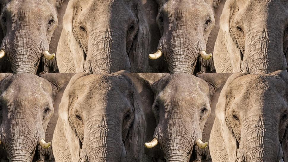 Zeka testi: Fillerin iindeki gizli yavru aslan nerede? 890 kiiden 27'si buldu