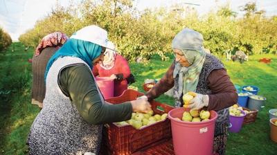 Meyve baheleri devlet desteiyle yaygnlayor! iftiye alternatif gelir kayna oluyor