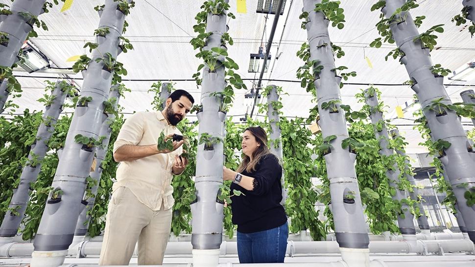 Topraksız dikey tarım geleceğe umut oluyor