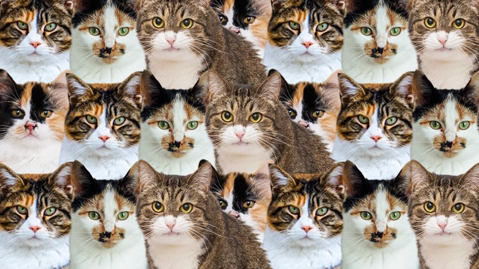 Zeka testi: Çok kedi var! Gizli köpek nerede? 750 kişi denedi, sadece 15'i bulabildi