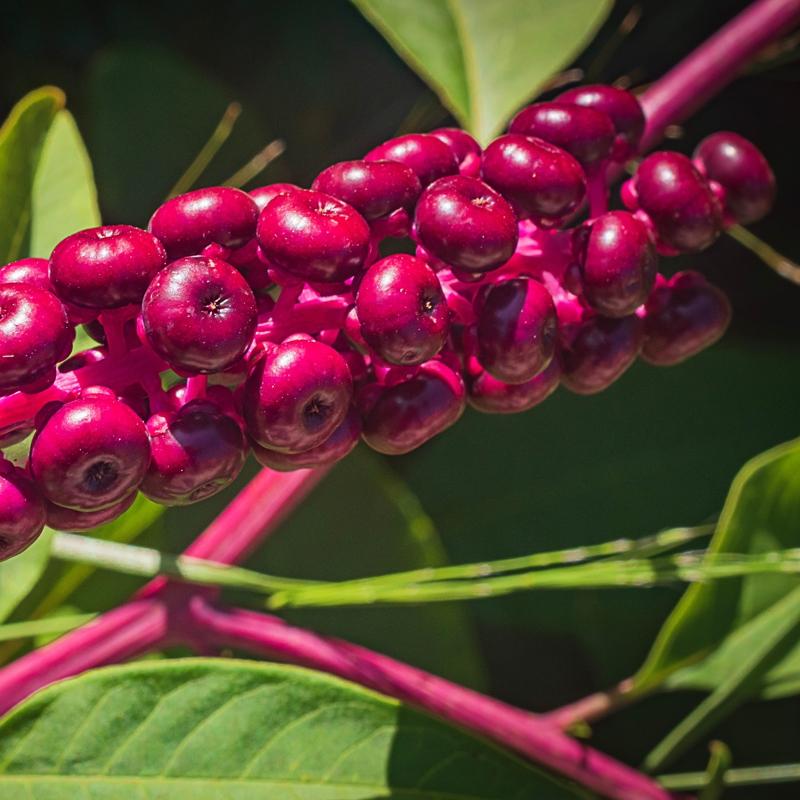 Karacieri motor gibi altran baharat: Yemeklere katn, tadna doymayn
