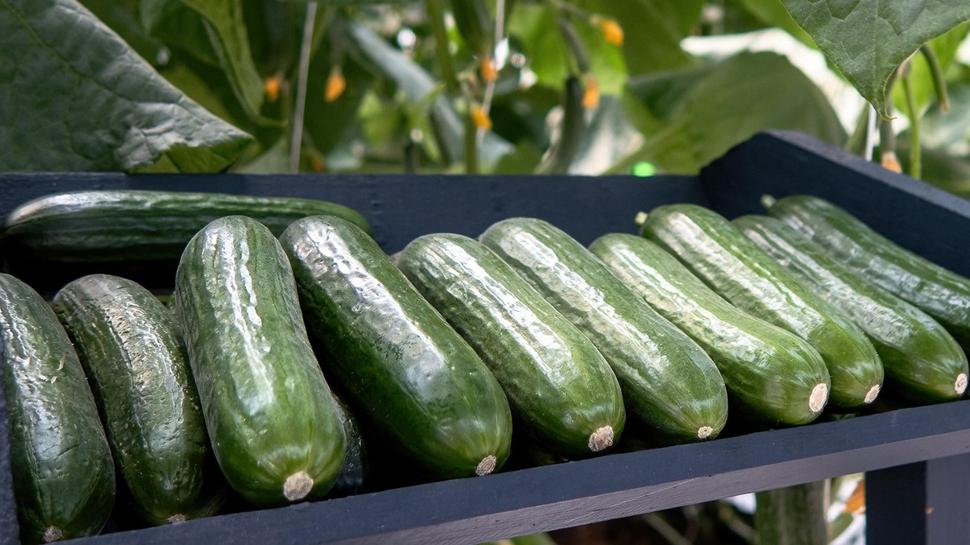 Kuruyan salatalıklara pratik çözüm! Keşke daha önce bilseydim dedirtir