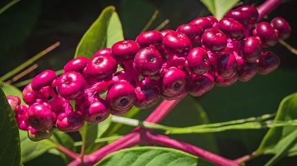 Karacieri motor gibi altran baharat: Yemeklere katn, tadna doymayn