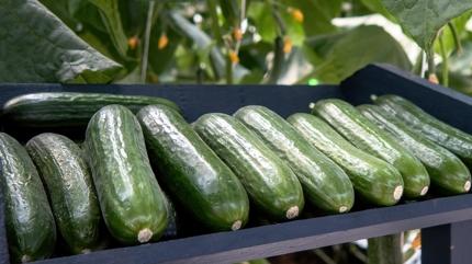 Kuruyan salatalklara pratik zm! Keke daha nce bilseydim dedirtir