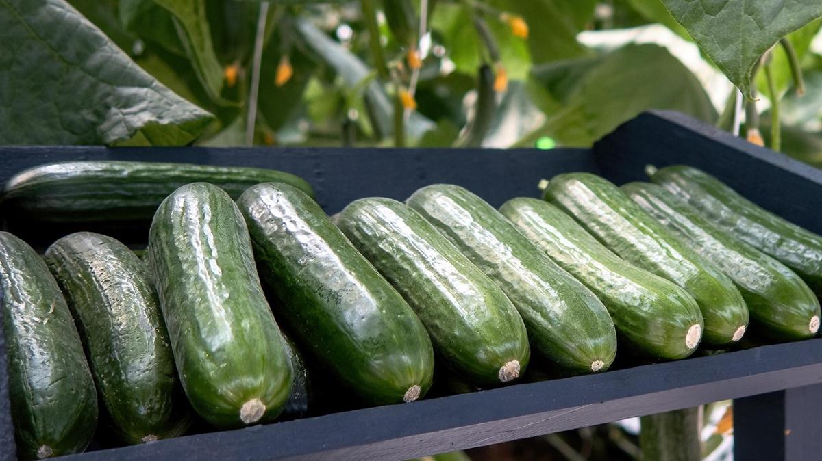 salatalk kuruyan salatalk burumu salatalk fotoraflar resimleri