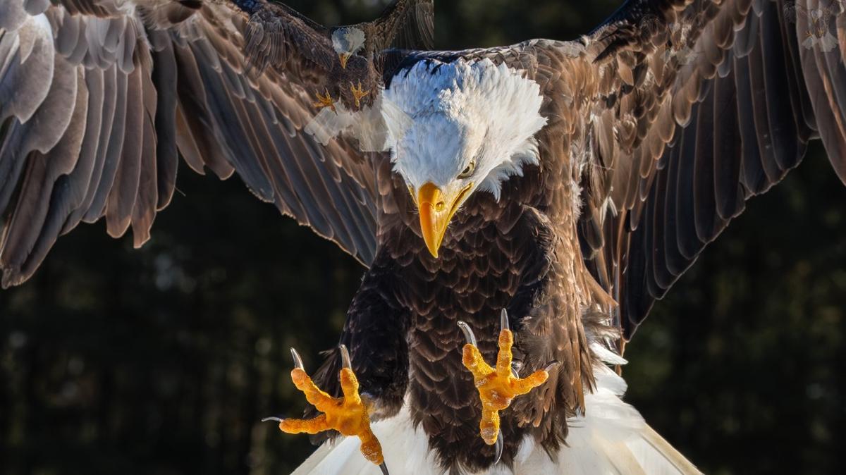 zeka kartal optik illzyon test fotoraflar resimleri