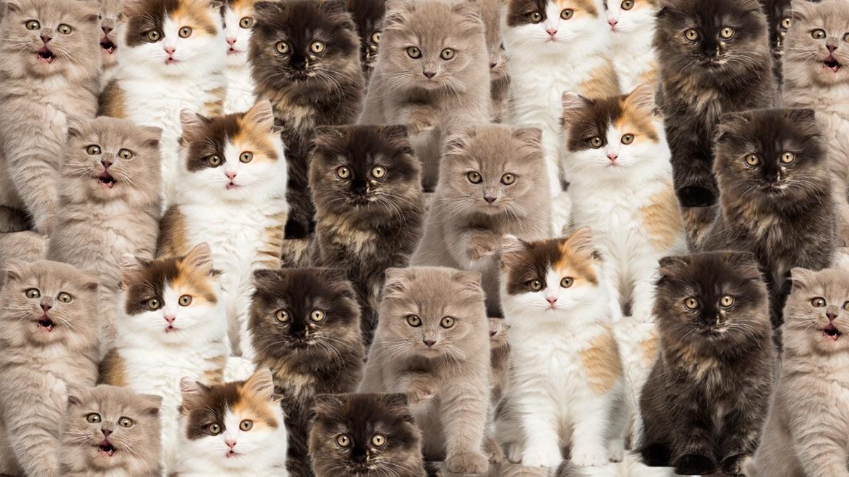 optik illzyon civciv kedi test fotoraflar resimleri