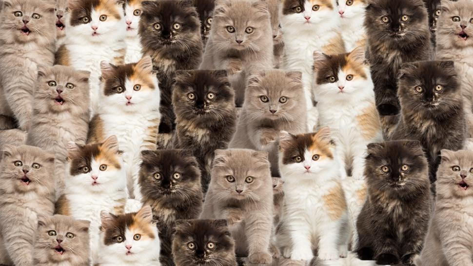 Zeka testi: Çok kedi var! Civciv nerede? 650 kişi denedi 11'i başarılı oldu