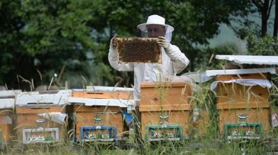 Yenice ıhlamur balı AB'den coğrafi işaret tescili aldı