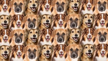 Zeka testi: Resimde ok kpek var! Gizli kedi nerede? 470 kiiden 12'si 7 saniyede buldu