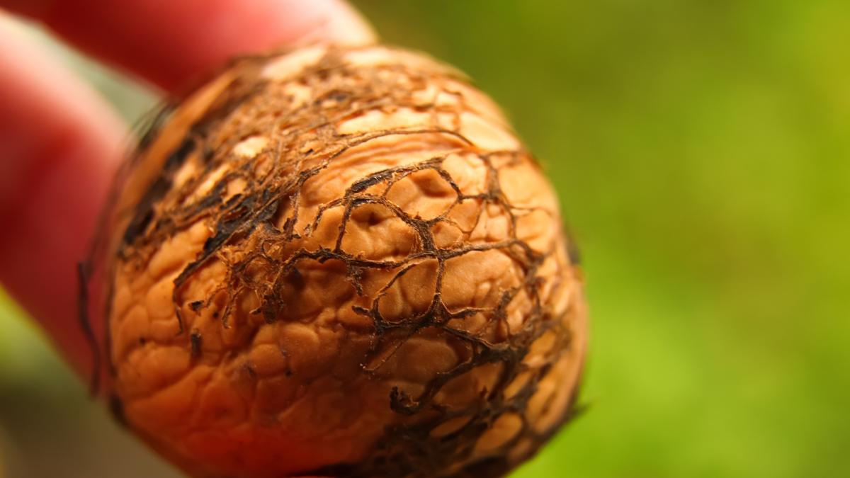 muskat tarif ifa fotoraflar resimleri