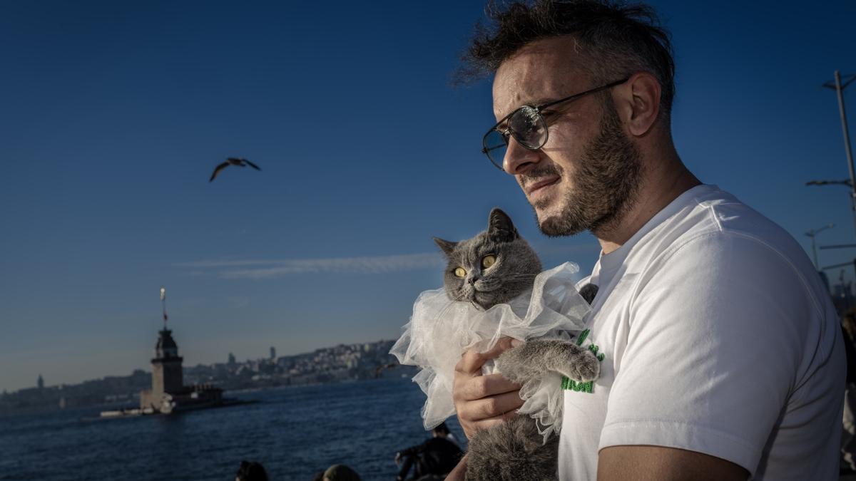 motorsikletli kedi istanbul gezgin fotoraflar resimleri
