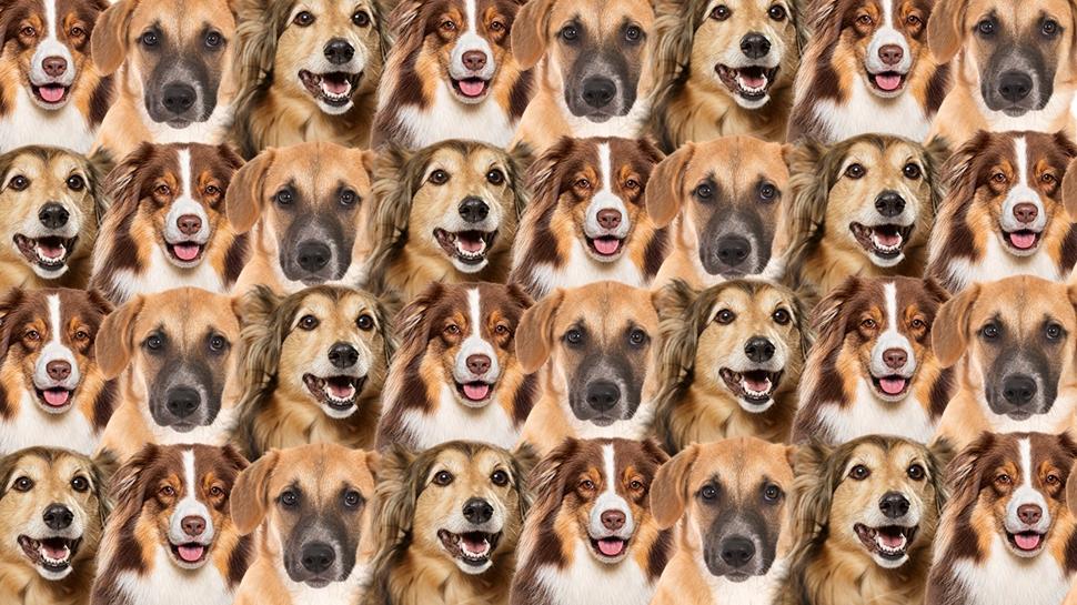 Zeka testi: Resimde ok kpek var! Gizli kedi nerede? 470 kiiden 12'si 7 saniyede buldu