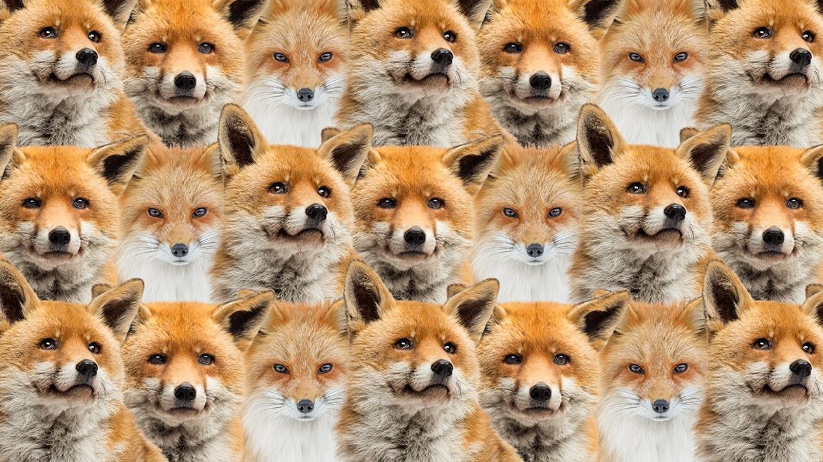 optik illzyon zeka tavuk tilki test fotoraflar resimleri