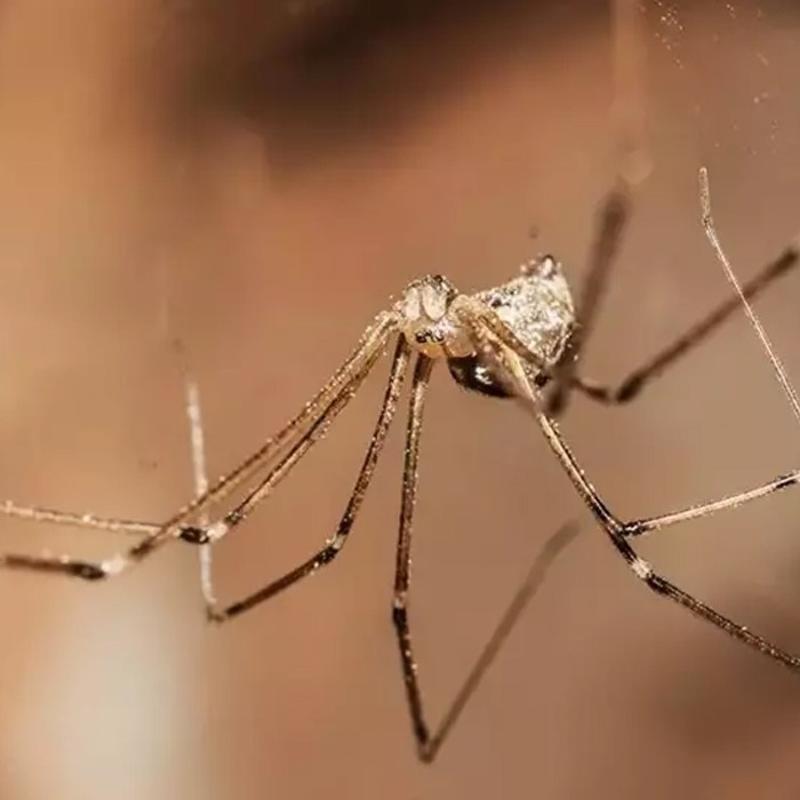 rmcek varsa, ite sebebi! Keke daha nce bilseydim dedirtir...