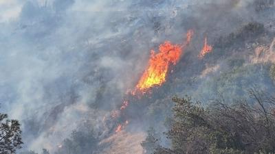 Aydn'da orman yangn... Kontrol altna alnd