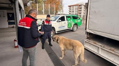 Kpek dvtrenlere 'dron' operasyonu! 12 pheli yakaland