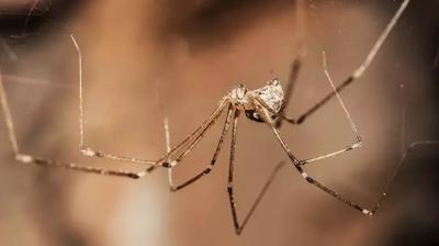 rmcek varsa, ite sebebi! Keke daha nce bilseydim dedirtir...