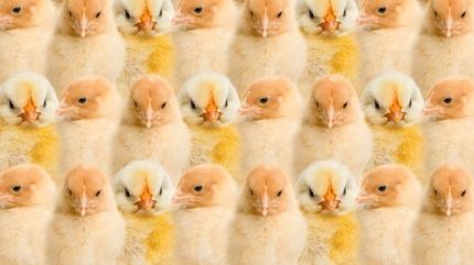 Zeka testi: Civcivlerin iinde kalan tavan nerede? 1215 kiiden 12'si 7 saniyede buldu