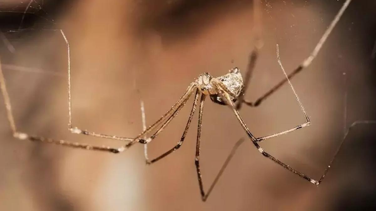 rmcek haere rmcekler fotoraflar resimleri