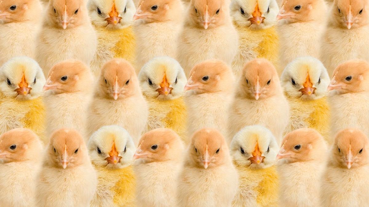 zeka civciv tavan optik illzyon test fotoraflar resimleri