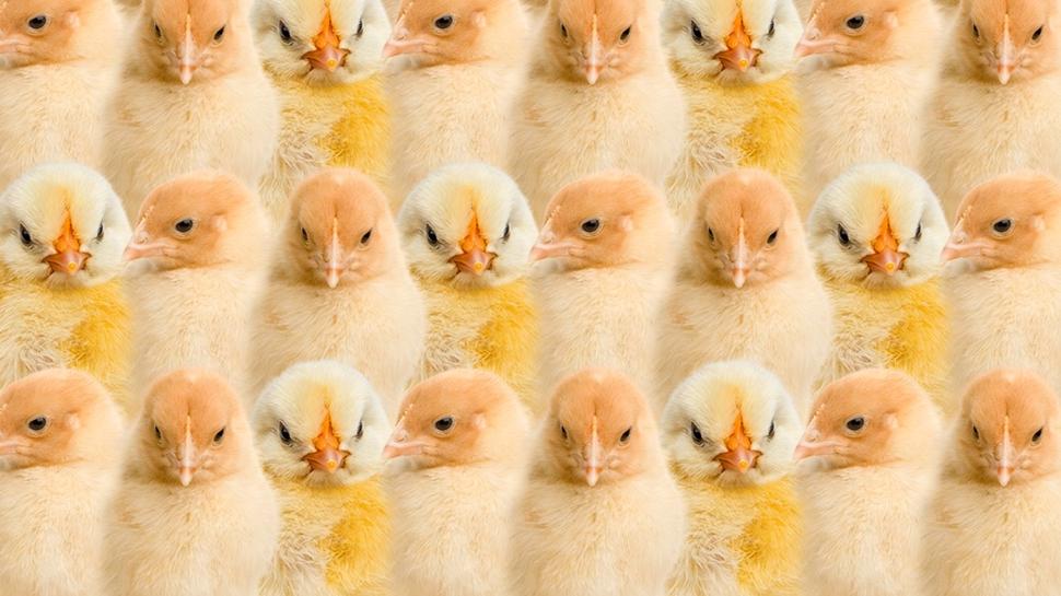 Zeka testi: Civcivlerin içinde kalan tavşan nerede? 1215 kişiden 12'si 7 saniyede buldu