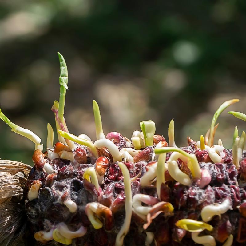 Patates, soan, sarmsak... Her filizlenen sebze atlr m?