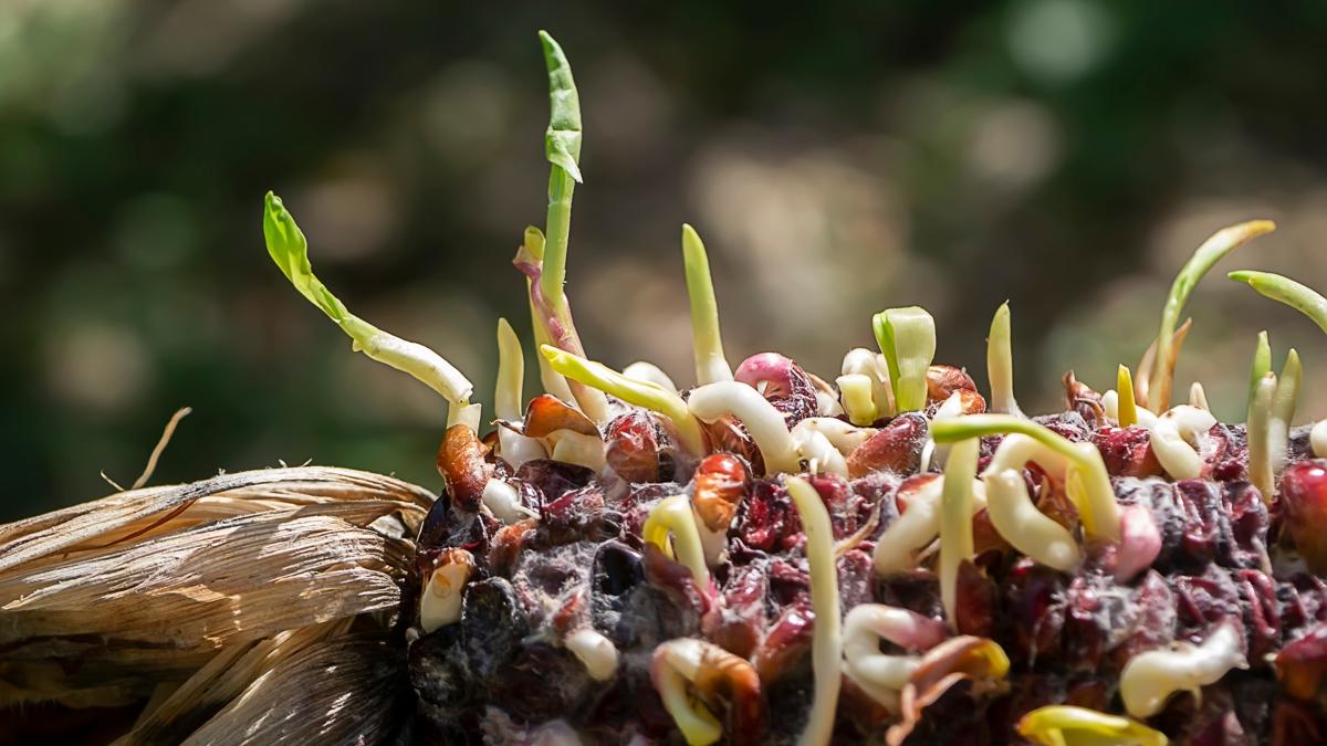 patates filizlenme salk fotoraflar resimleri