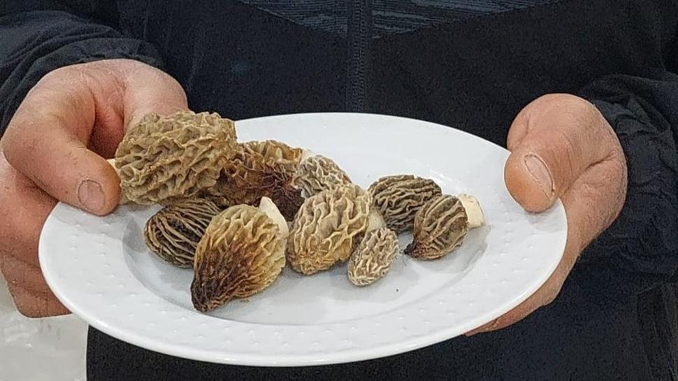 Mantardaki zehir pişirmekle yok olmaz! İşte zehirli mantar belirtileri