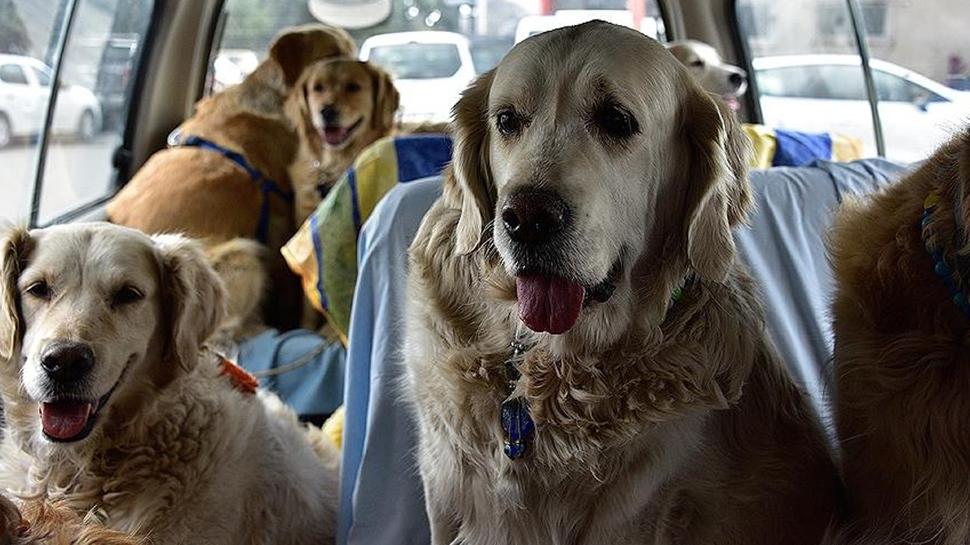Araştırmalar ortaya çıkardı: İnsanlarla Golden Retriever'ların ortak yönü bulundu