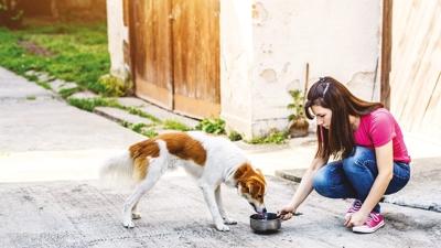 Sokak kpeklerini beslemek yasak! stanbul Valilii yeni genelge yaymlad