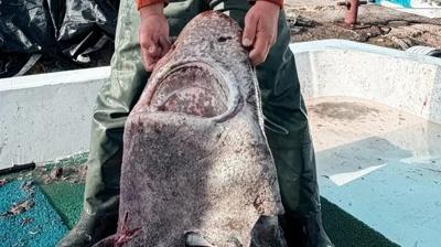 Yalova aklarnda yakaland: Tam 4 metre