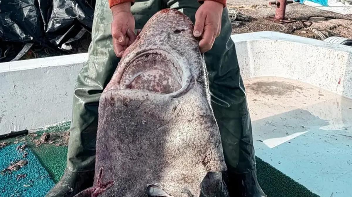 kpek bal narck balk a Yalova srpriz Pamuk Cinsi 4 metre fotoraflar resimleri