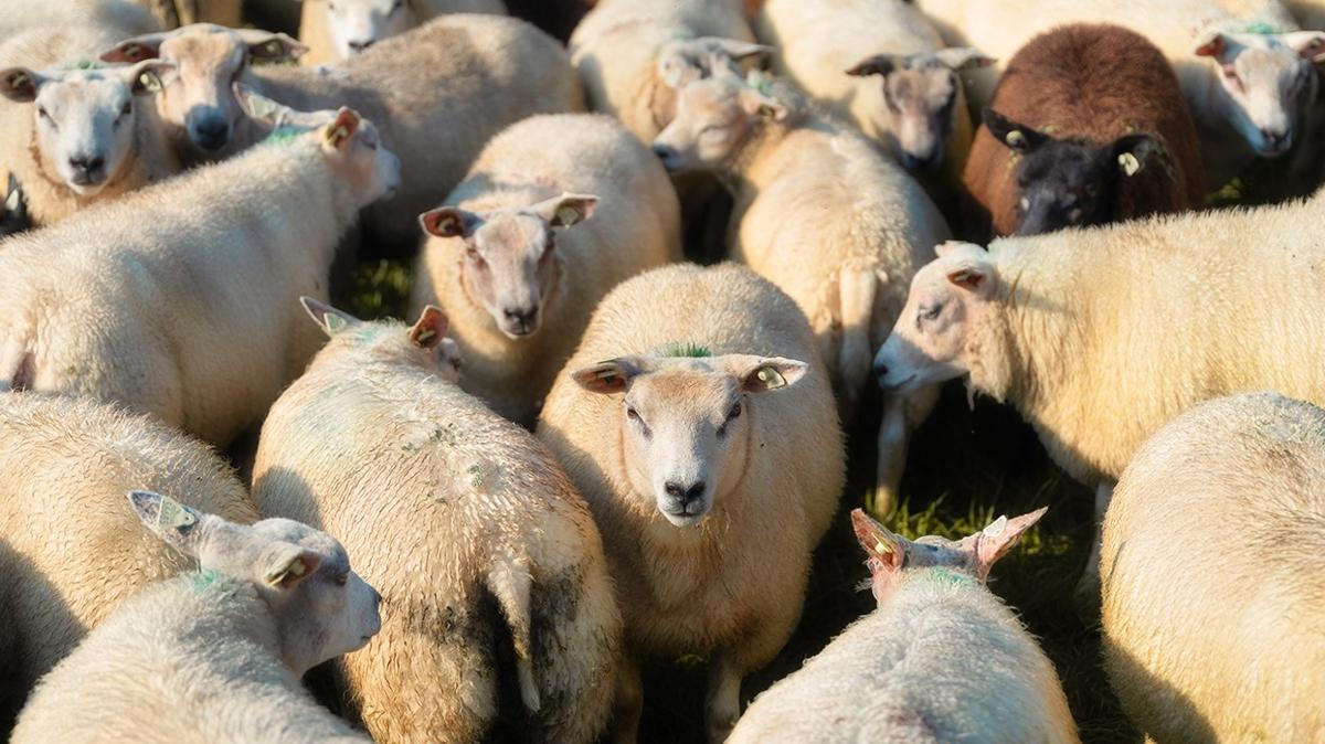 optik illzyon kurt koyun zeka zeki test fotoraflar resimleri