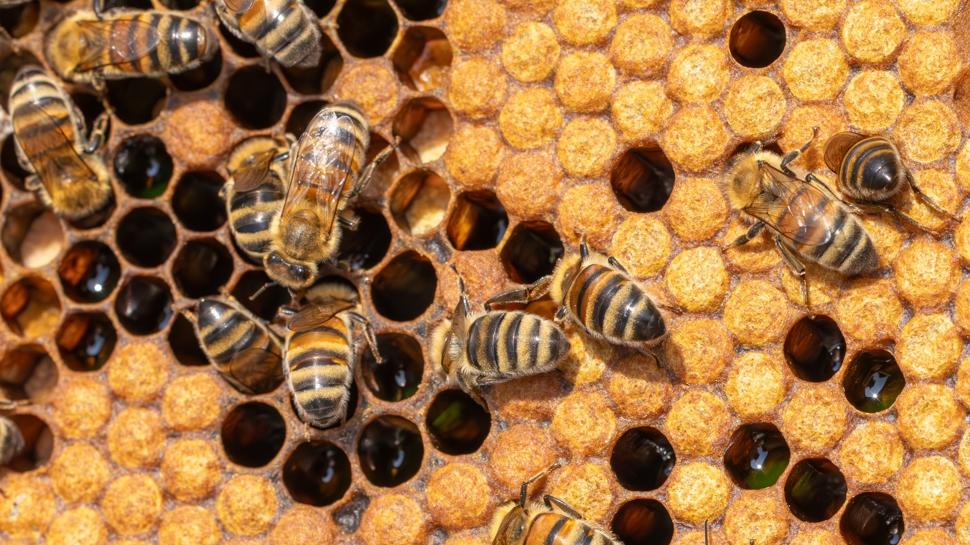 Doal botoksun hammaddesi: Cildi batan aa yeniliyor