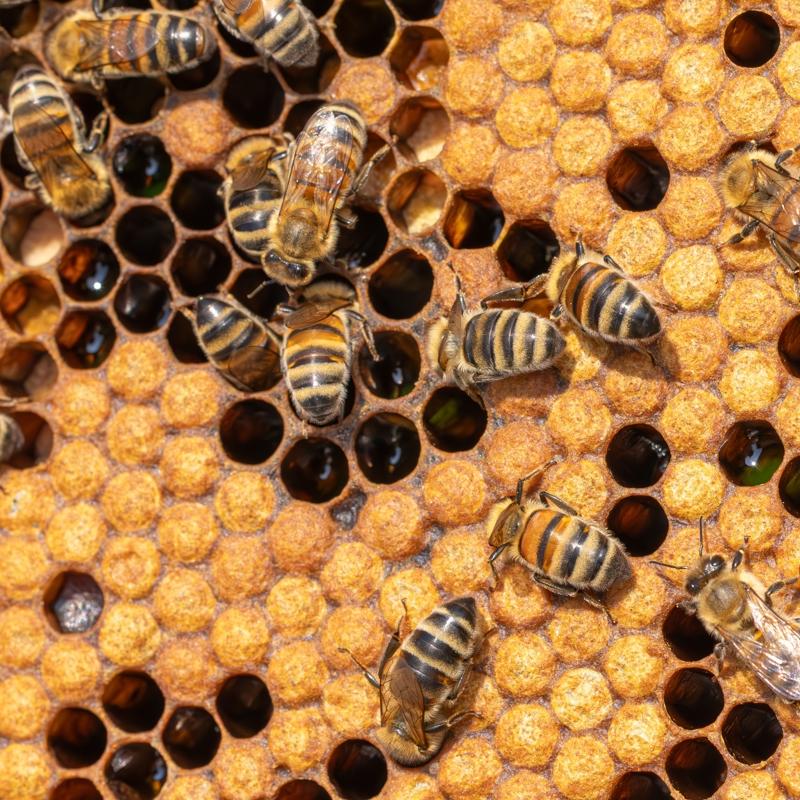 Doal botoksun hammaddesi: Cildi batan aa yeniliyor