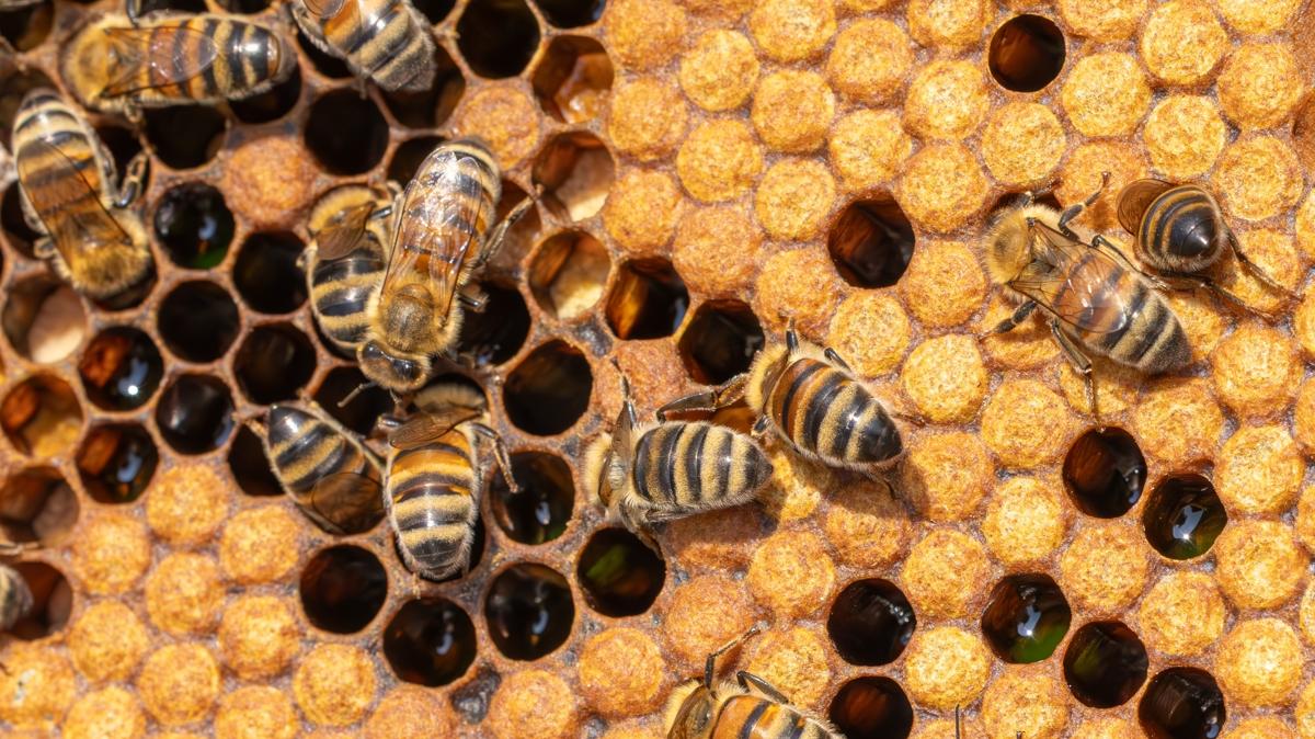 botoks salk gzellik fotoraflar resimleri