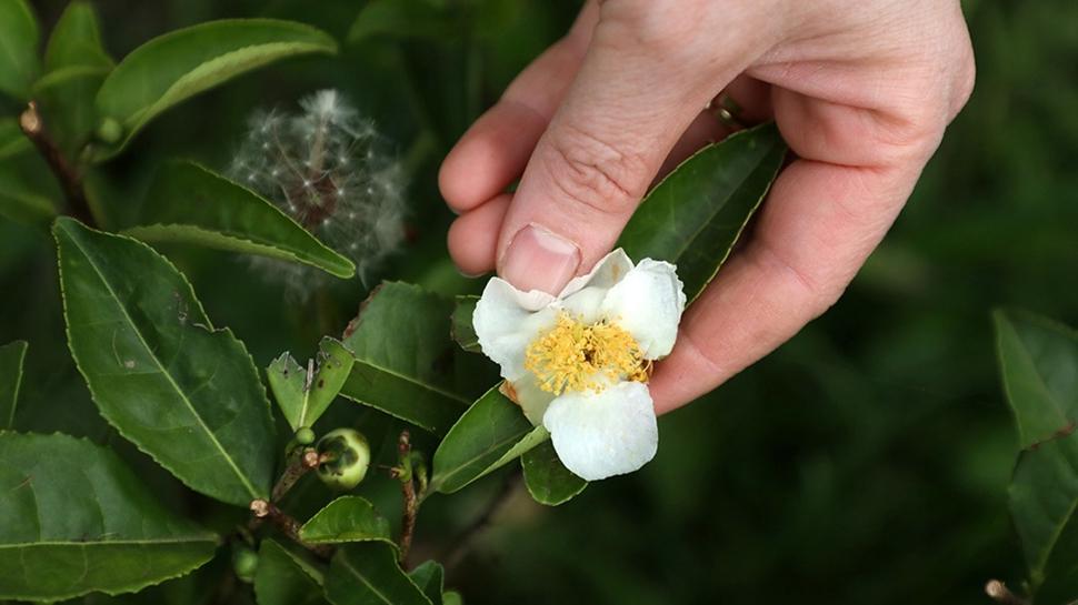 Türk üreticisinden yeni ürün: Kilosu 6 bin TL