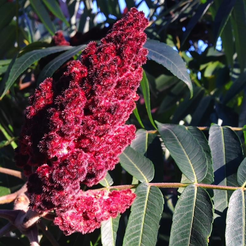 Barsaklarn motoru baharat: Kadim ifa kayna kaynatp iin