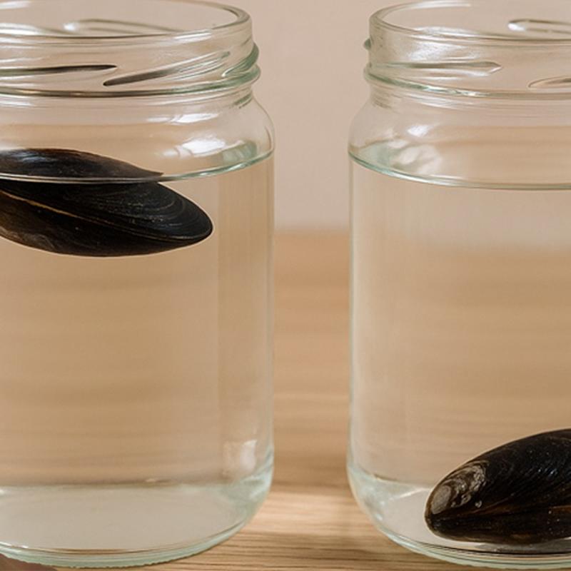 Bozuk midye nasl anlalr? Bozuk midye su testiyle belli oluyor