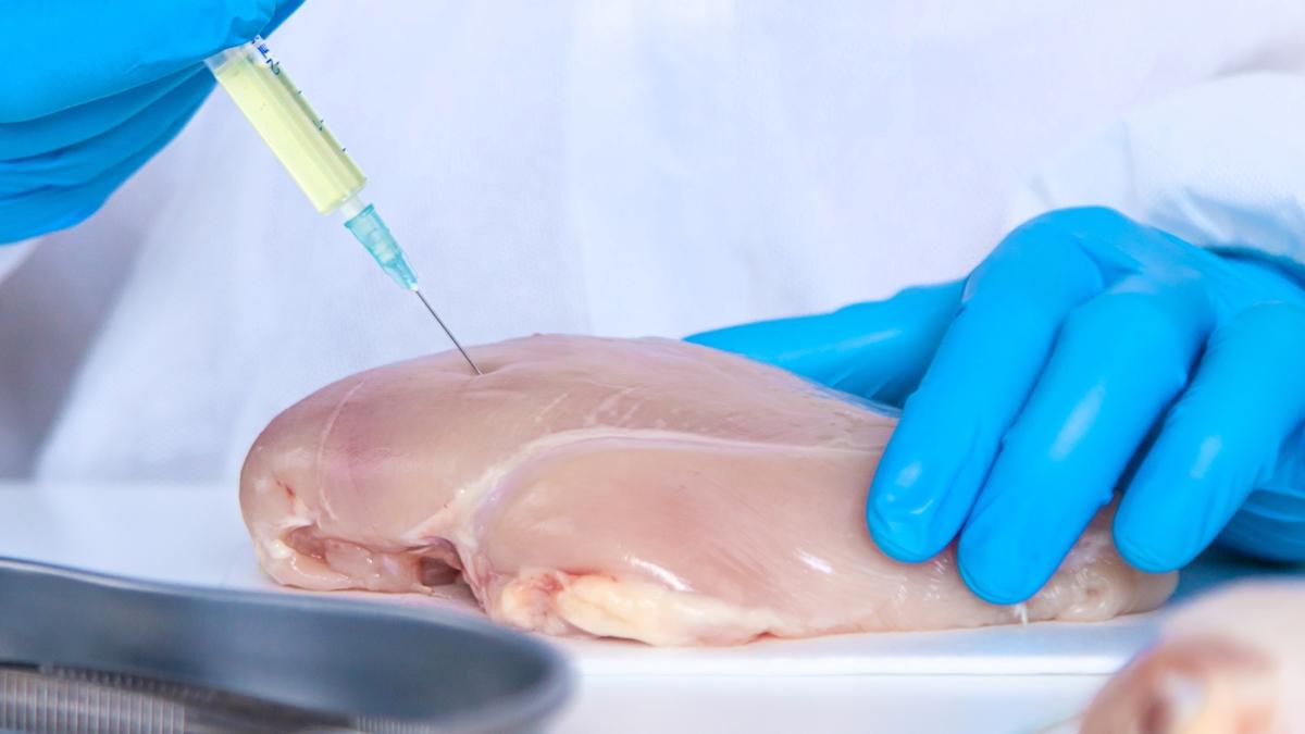 salmonella virs zehirlenme fotoraflar resimleri