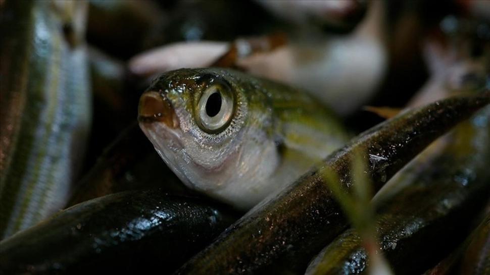 7 balık türüne resmi tescil: Bakanlık gıda amaçlı kullanım için onay verdi