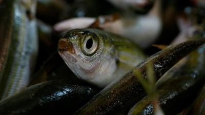 7 balk trne resmi tescil: Bakanlk gda amal kullanm iin onay verdi