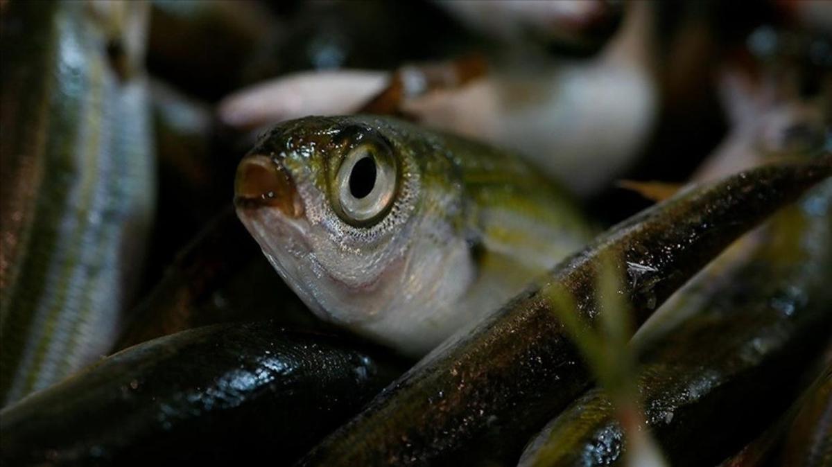 Su rnleri Tescil Komitesi Tarm ve Orman Bakanl balk tescil resmi gazete fotoraflar resimleri
